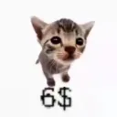 pipiqip
