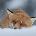 skylorc