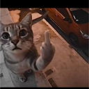 dtnfox_#8100's avatar