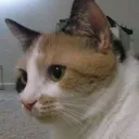 ttarrants