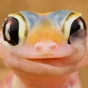 alphagecko42