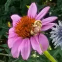 rosespark181k