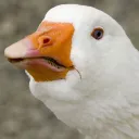 nilnairb