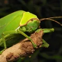 .isopod