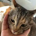 cocoaqiao