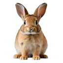 lazyrabbit0