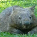 thefatwombat