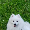 ellezar