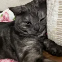 chikuwazaurus