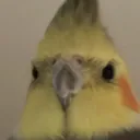 megachibis