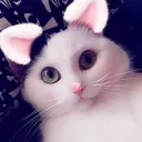 missypawsareawesome