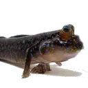 ohnonick