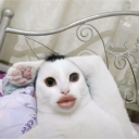 avatar محمد
