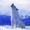 wolfkoaa