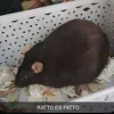 aedifromaus