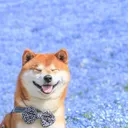 skdoger