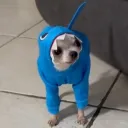 Kawsh