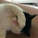 wosym