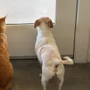 pooferd