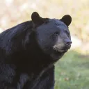 pikampy