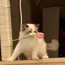 c.w