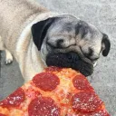 boarcito