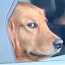 mitchymatt