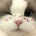 avatar willemsteller