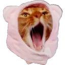 bogsungha
