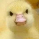 yesiamaduck