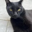 kecrosz