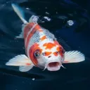 koi_boi_yt