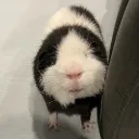 bigcocobuns