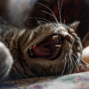 avatar Maia of the land of zzzzz