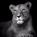 darklioness