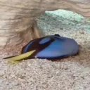 donutfish