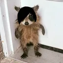 catharticnight