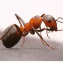 mr.redant avatar