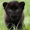 blk_panther