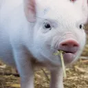 slagaloof