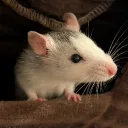 ratstar9