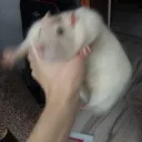 thistooisyurivt