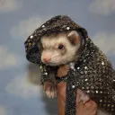 sir_ferret