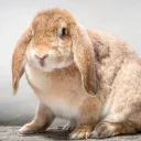 wabbbits