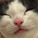 salviasaint