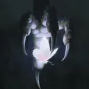 dtragnar