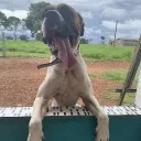 hatdogsteak