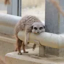 jjjtij
