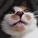 heinzanimation