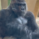 nathanialhiggers's Avatar